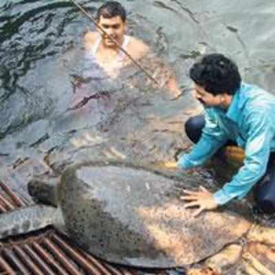 200-year-old turtle saved from stray dog attack