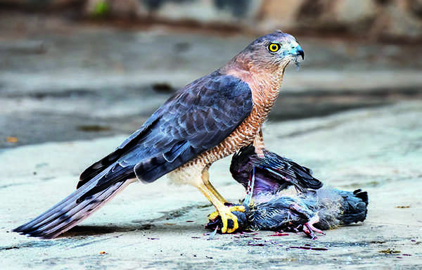 Humble pigeon vs famed hawk of badshahs & Batalvi