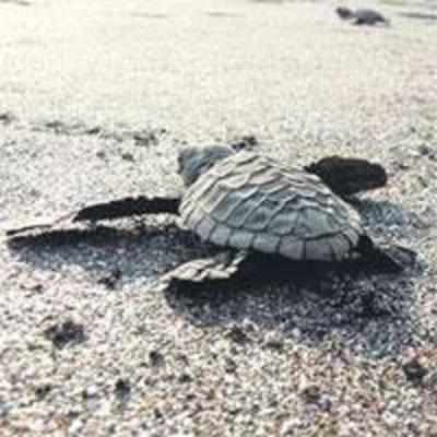 Youths pledge to protect turtles from poachers