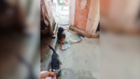 Bareilly: Priest thrashed by hooligans for objecting to alcohol 