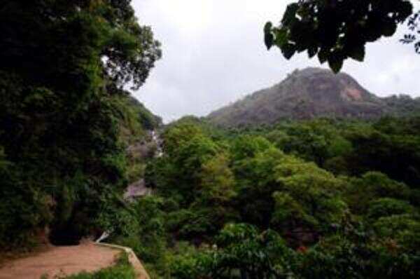 Rights of tribal families over forest reinstated