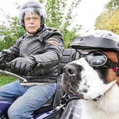 Sidecar Harley is the top dog in Peterborough