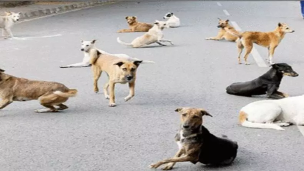 70-year-old woman mauled to death by stray dogs in Uttarakhand