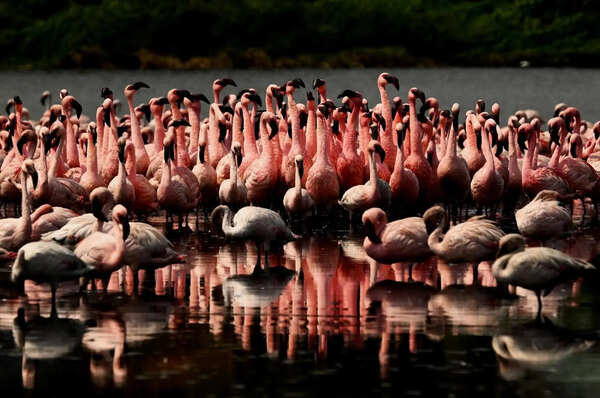 NRI Lake flamingo surge prompts call to restore DPS and TS Chanakya wetlands, visitors flock in large numbers