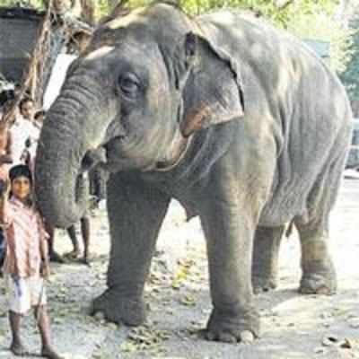 Bhandup police book one for using elephant to beg