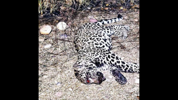 Poachers butcher leopard cub in Punjab, mom feared dead