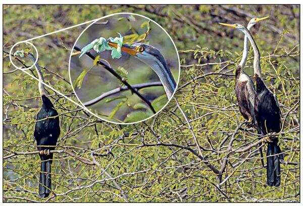 Haryana: Another wetland, another bird in plastic trap