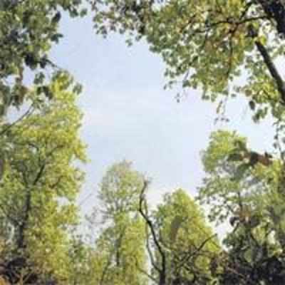 Seven Delhi forests to get legal status
