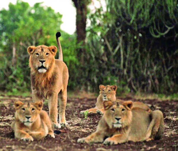 Babesia scare returns to Gir as 5 lions die in 10 days