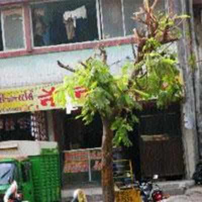 Tree pruning to avoid monsoon accidents