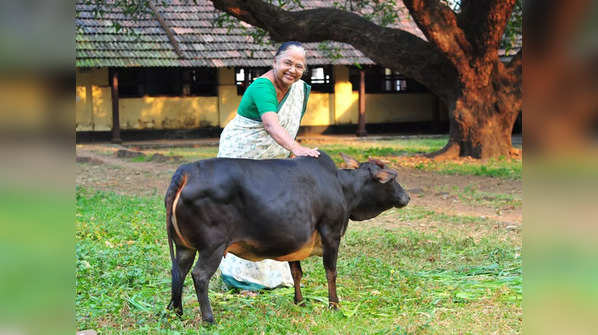 Kerala Vechur Cow: The smallest cattle breed in the world with ...