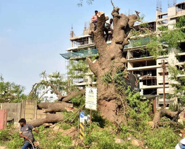 NGT continues stay on tree felling in Nashik till June 19