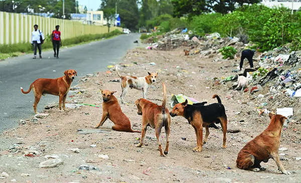 Govt preparing action plan after SC order on stray dogs: Halarnkar