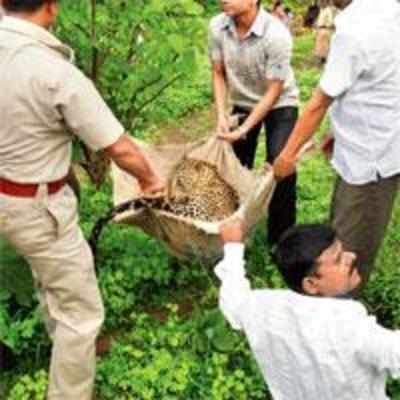 Trapped male leopard gets lucky reprieve