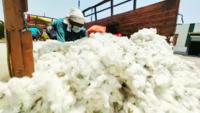 Lockdown 3.0: Cotton procurement begins in Nagpur at a modest pace 