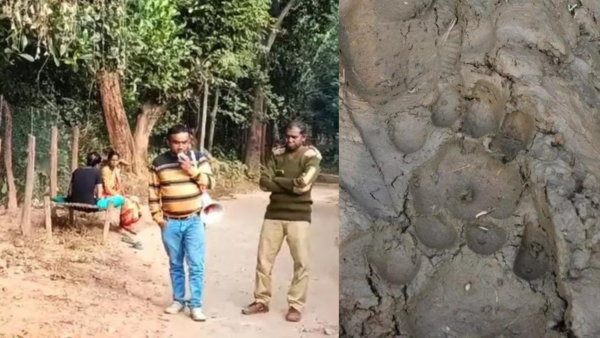 Jharkhand tiger: Man-animal conflict worry ahead of Jangalmahal's Makar Sankranti and Akhan Jatra festivals
