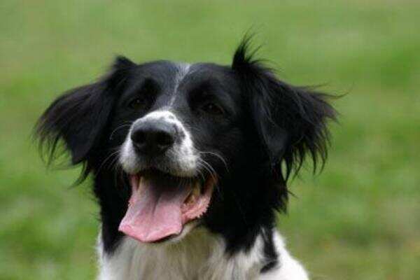 Want to keep a pet dog? Get NOC from neighbours