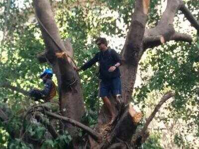 Mumbai: Man climbs a tree to protest metro 3 plan to cut it