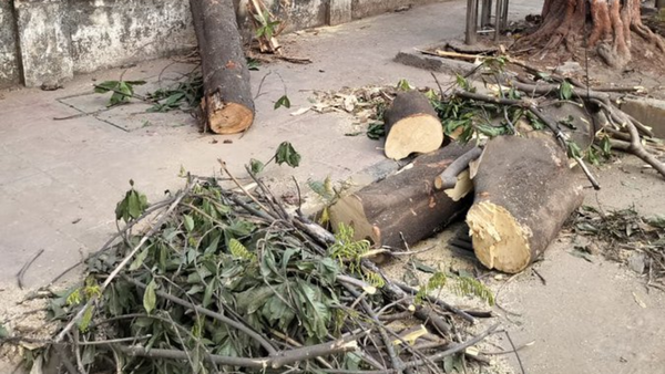 Teen declared brain dead after Mumbai's Khar tree crash dies in hospital