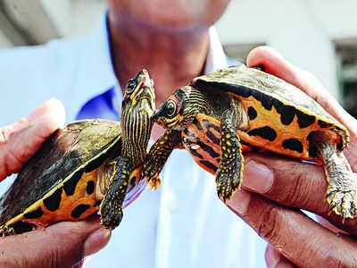 1,132 star turtles seized, 4 held