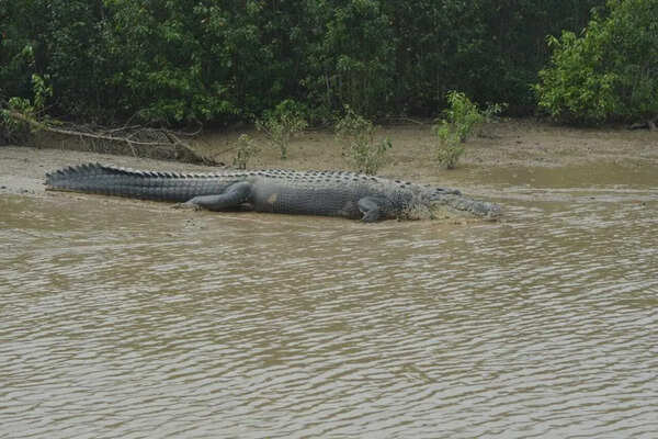 Woman fights off croc attack in Bhitarkanika
