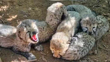 Who shot Kuno’s cheetah cub? Pellets found in abdomen, special forces rushed in