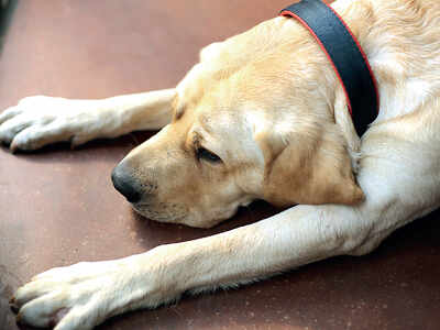 Three new therapy dogs to calm flyers from this weekend