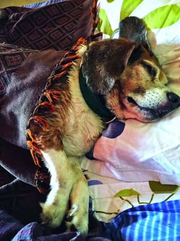 Make your pets winter ready