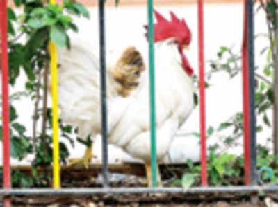 ​Crowing cock in Colaba gives residents sleepless nights