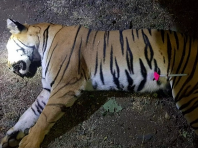 'Man-eater' tigress Avni shot dead in Maharashtra