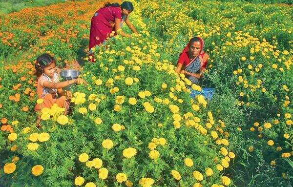 Greater Noida’s Mihir Bhoj park to host three-day flower show