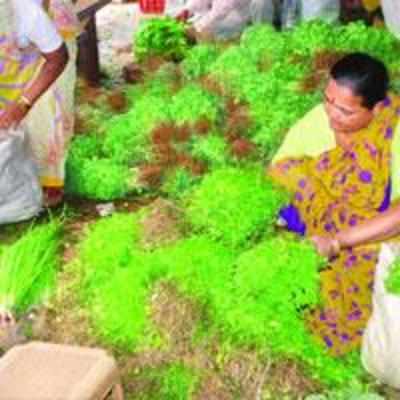 When fresh veggies sell dirt cheap