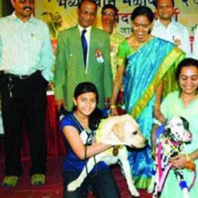 Annual show displays best canine talent