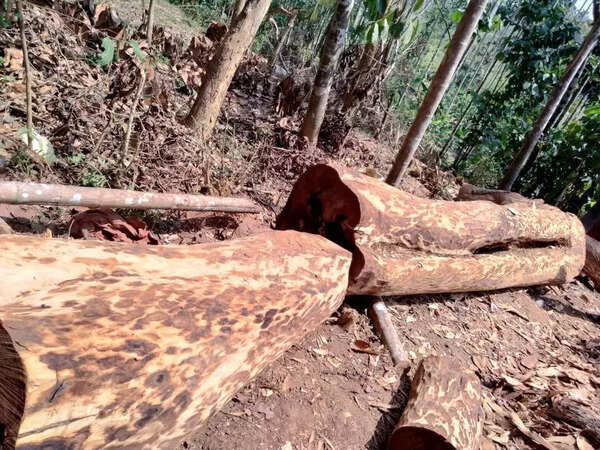 Muttil tree felling case: Chargesheets filed in 36 cases
