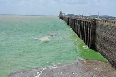 Red alert: Karnataka's Tungabhadra River turns green