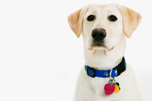 Are pets really psychic?