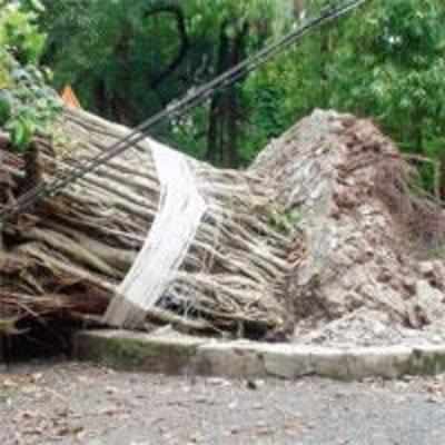 BMC gives a new life to Vasai's 272-year-old uprooted tree