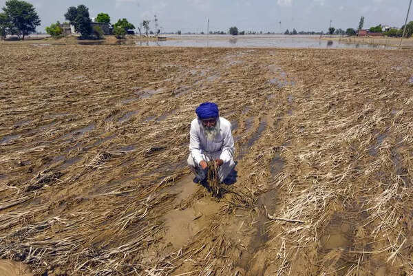 Punjab flood aid likely to fall short of farmers’ losses