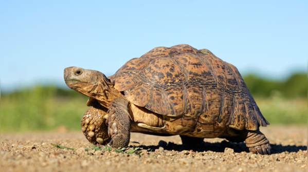 Tortoise (Zond 5)