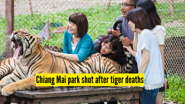 Thailand: 72 tigers die in Chiang Mai virus outbreak; lab tests identify canine distemper, park shut