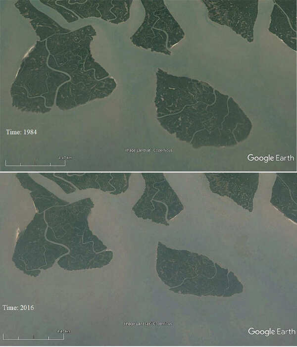 Mangroves, including Sunderbans, face triple threat of sea-level rise, lack of mud & squeezed habitats: Experts