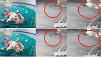 Caught on cam: Stray dogs 'rescue' newborn girl dumped in sewage drain in Haryana 