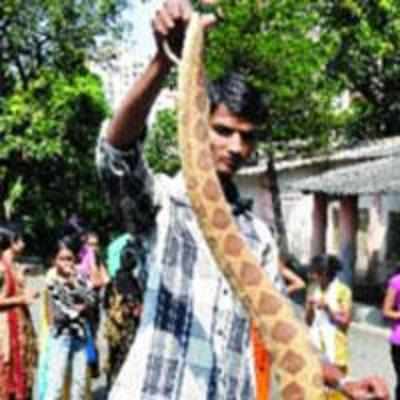 An initiative to save the wild creature