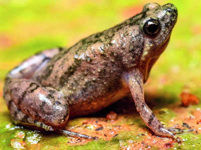 Pools dry up, amphibians’ fate on slippery slope