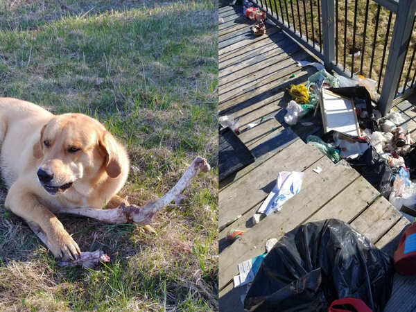 'Corrupt' dog accepting bones for trash has everyone in fits