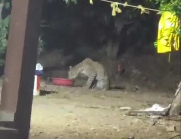 Leopard sightings keep Thane residents on edge