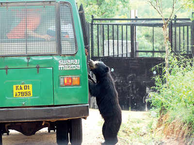 Speeding Bannerghatta Biological Park safari van rams into a tree; principal injured