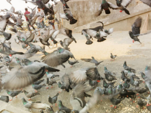 Can Bird Droppings Cause Lung Disease? Shocking Health Risks Revealed