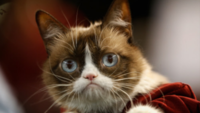 Internet sensation, ‘Grumpy Cat’ passes away at age seven 