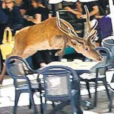 Deer runs amok in Italian city